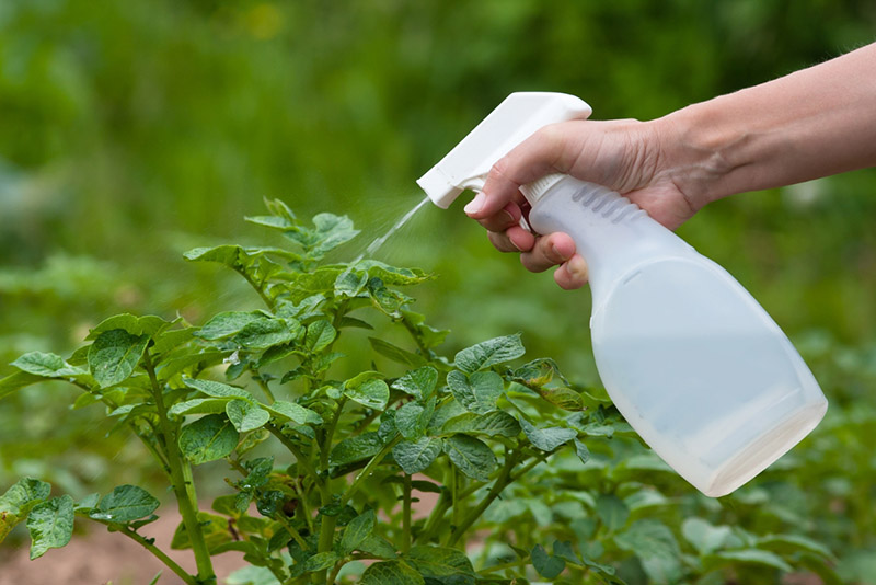 spraying garden plants with a spay bottle