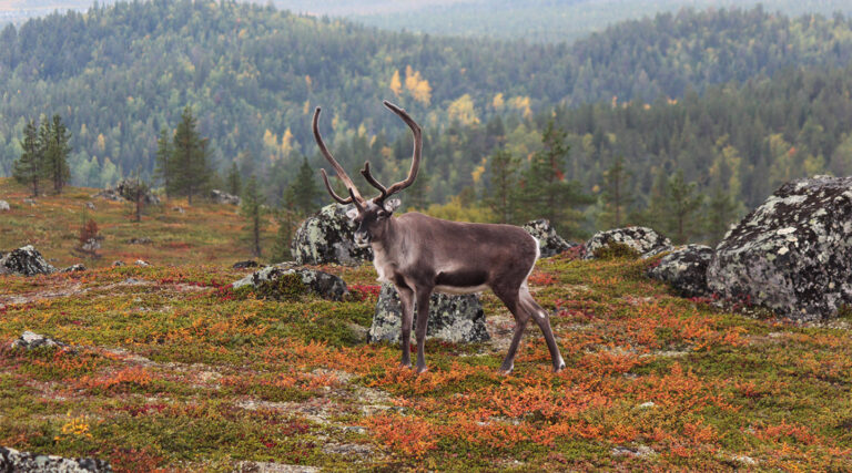 Top 10 Threats to Biodiversity Explained
