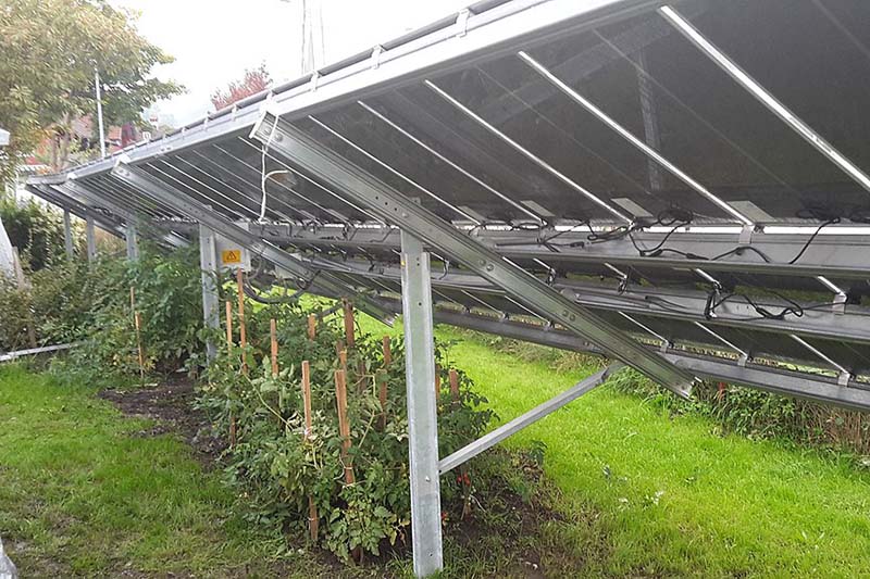 tomatoes growing nearby solar panels
