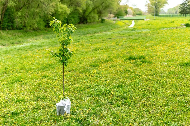 tree in a pot ready for planting