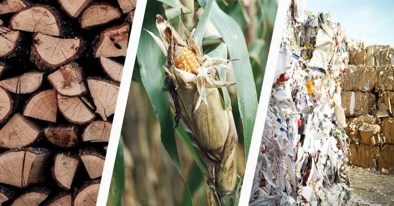 What are the Different Types of Biomass?