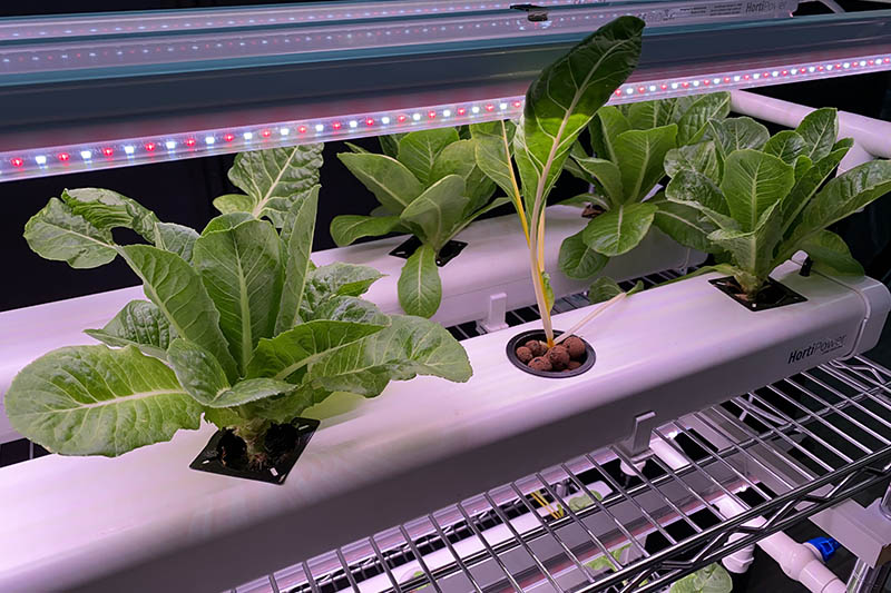 leafy greens grown on a vertical farm under LED lights
