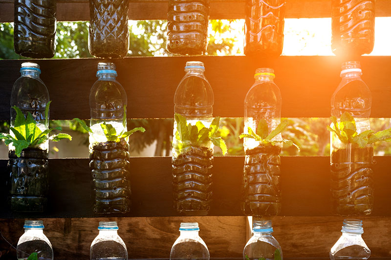 growing greens in water bottles