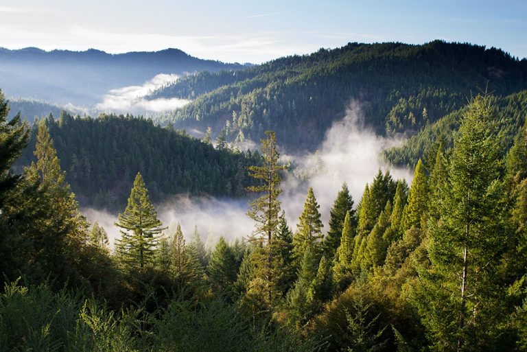 25+ Ways to Protect Forests and Fight Climate Changes