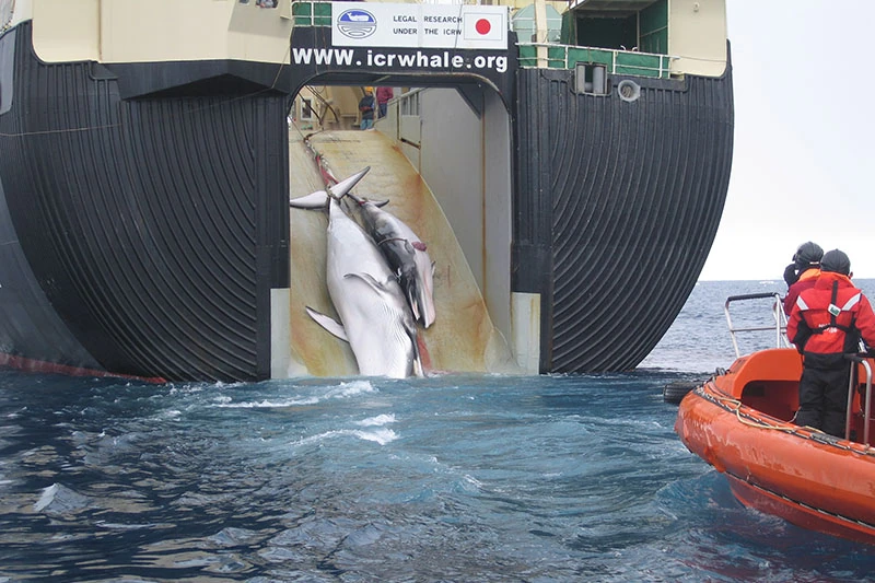 a whale and a calf being loaded aboard a factory ship