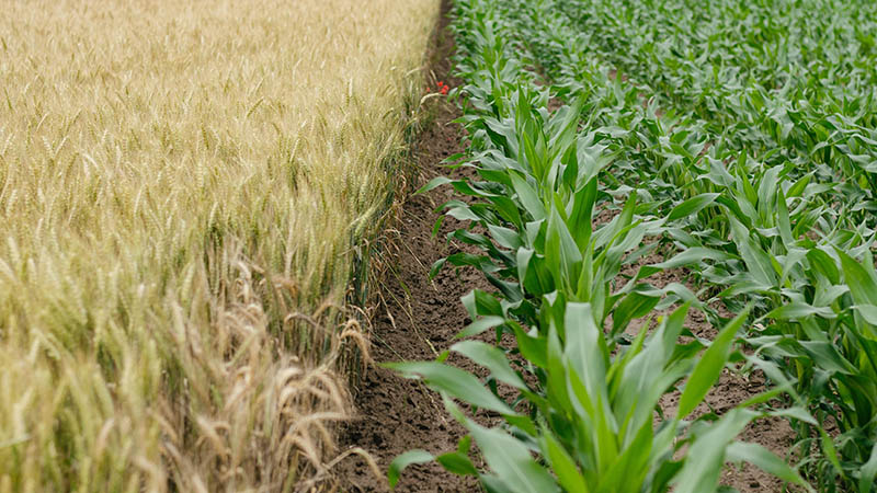 what and corn fields side by side