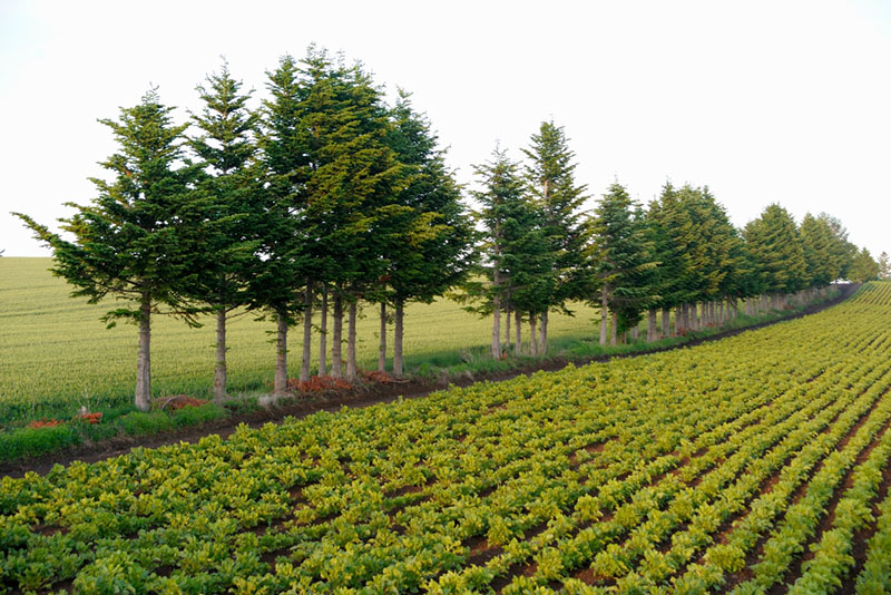 windbreak trees near the field