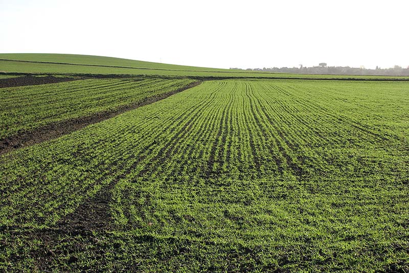 winter wheat field