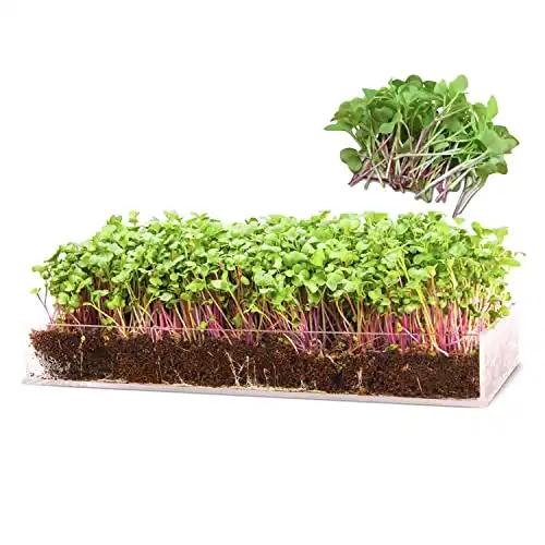 Window Garden Microgreens Grow Kit