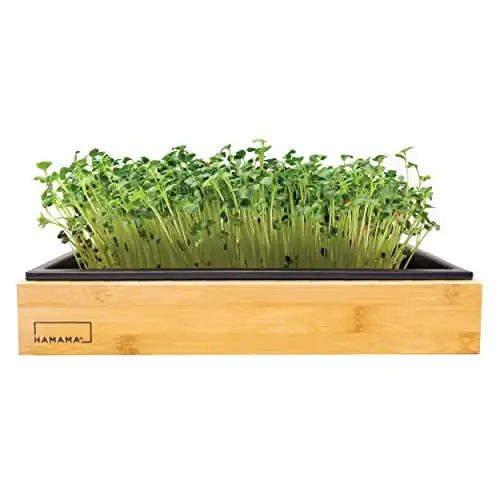 HAMAMA Home Microgreens Growing Kit